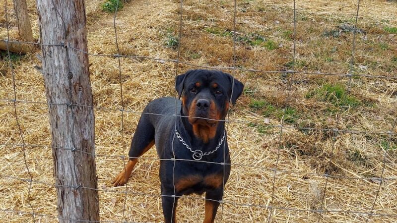 H.S.J KENNELS - Hardinsburg, KY