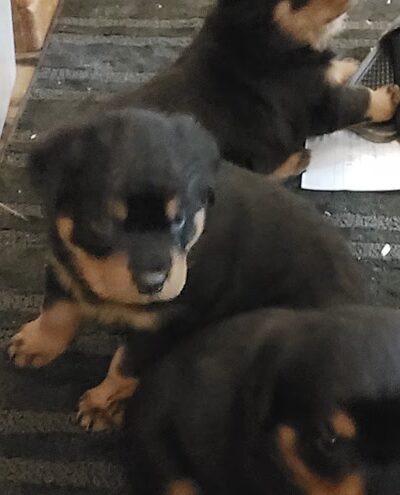 H.S.J KENNELS - Hardinsburg, KY