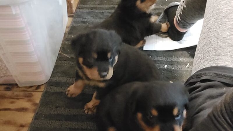 H.S.J KENNELS - Hardinsburg, KY