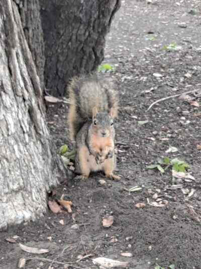 Purser Family Park - Harker Heights, TX