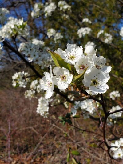 Firehouse Park - Harleysville, PA