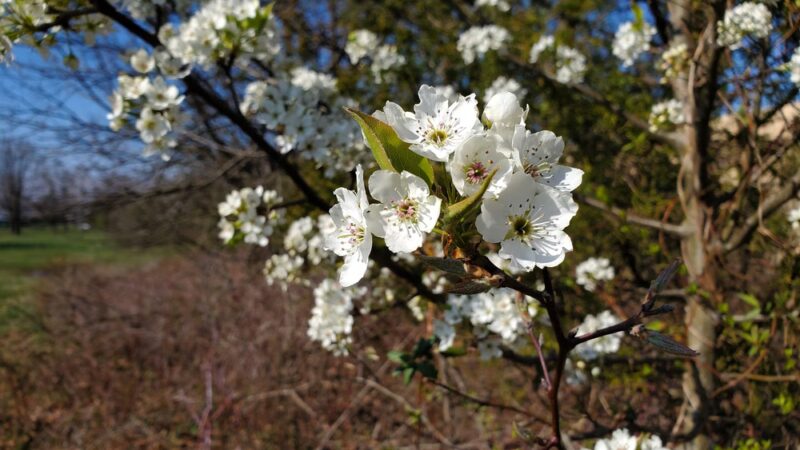 Firehouse Park - Harleysville, PA