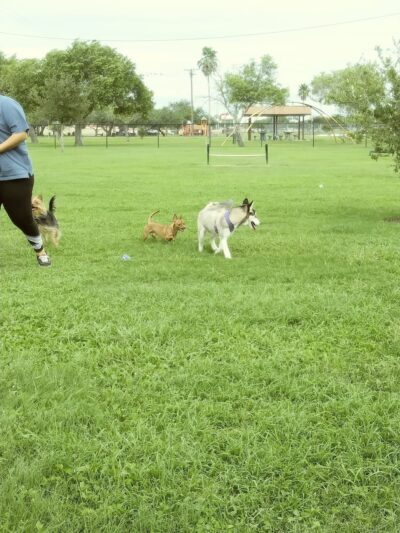 Harlingen Rotary Bark Park - Harlingen, TX