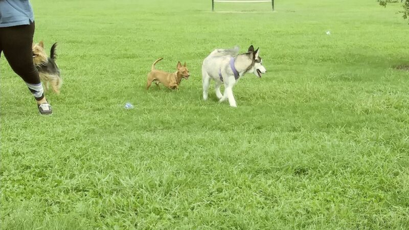 Harlingen Rotary Bark Park - Harlingen, TX