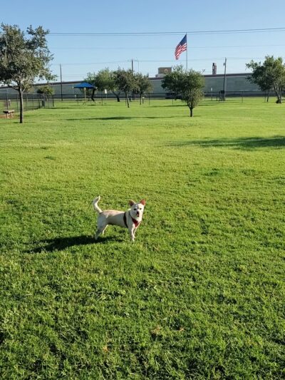 Harlingen Rotary Bark Park - Harlingen, TX