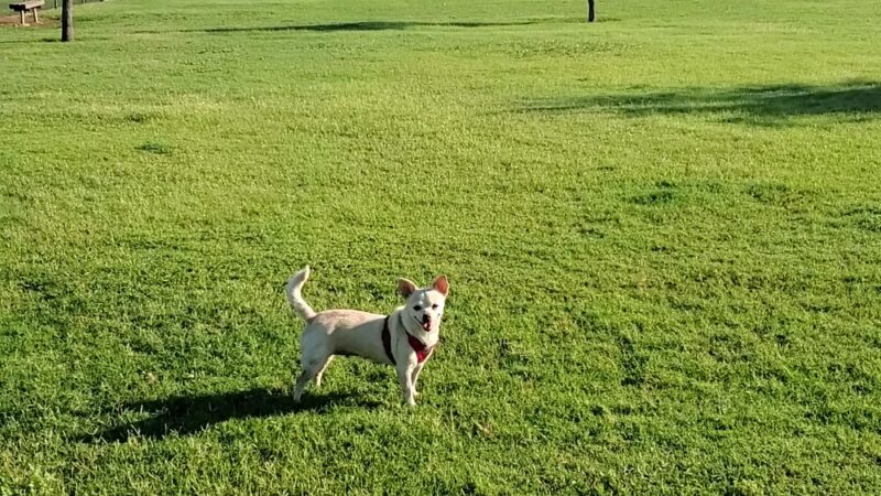 Harlingen Rotary Bark Park - Harlingen, TX