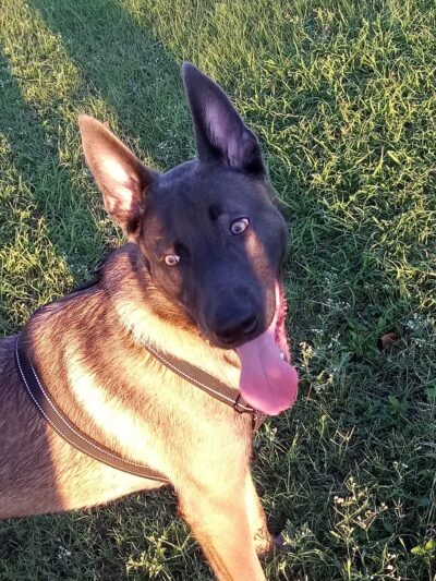 Harlingen Rotary Bark Park - Harlingen, TX