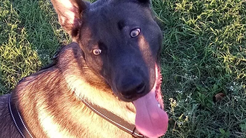Harlingen Rotary Bark Park - Harlingen, TX