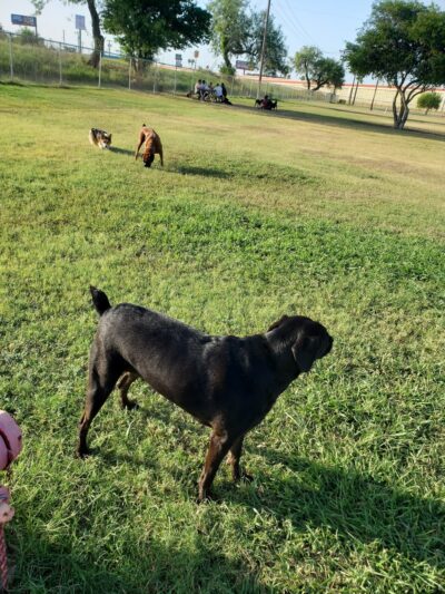 Harlingen Rotary Bark Park - Harlingen, TX