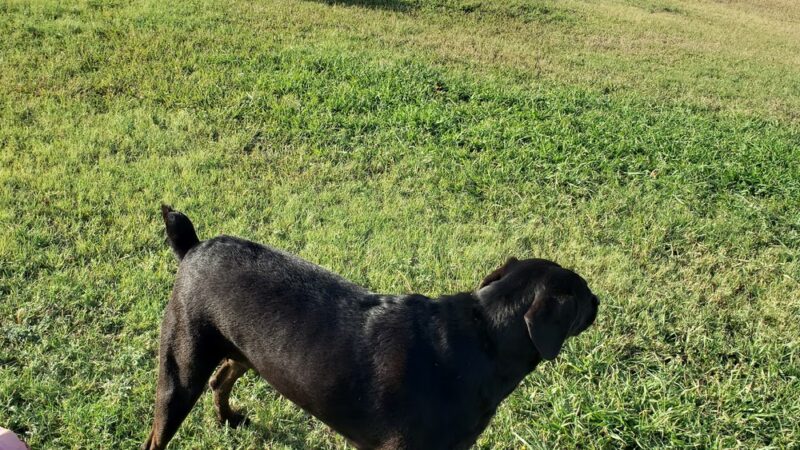 Harlingen Rotary Bark Park - Harlingen, TX
