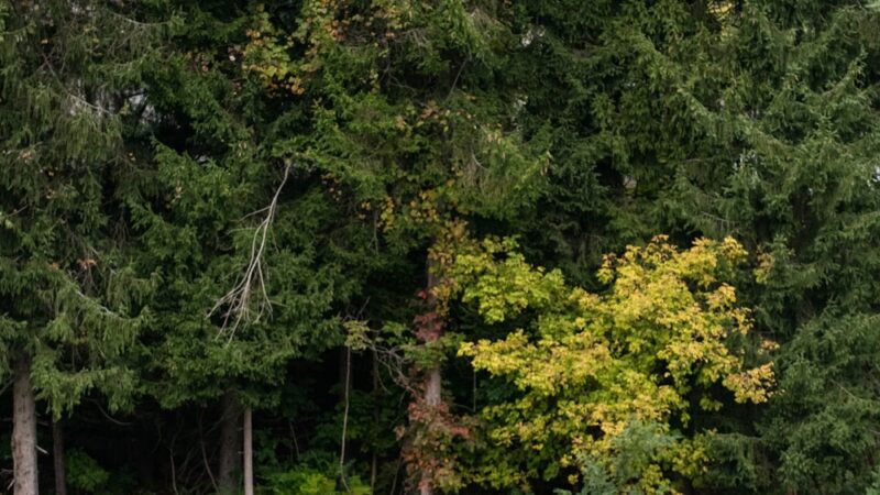 Sippel Reservoir Park - Harmony, PA