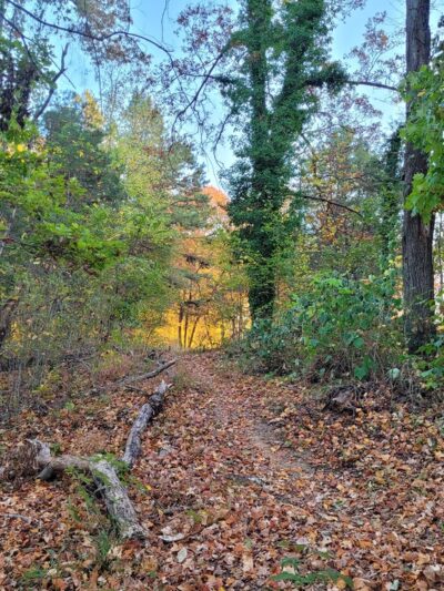 Harrisburg Park mountain bike trail - Harrisburg, NC