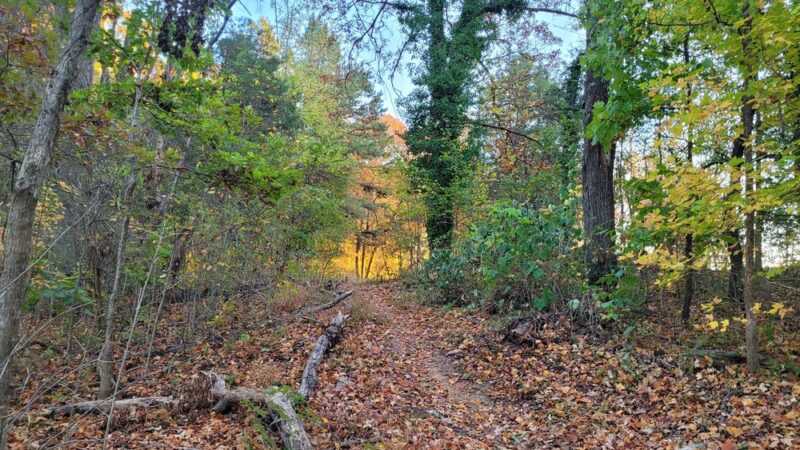 Harrisburg Park mountain bike trail - Harrisburg, NC