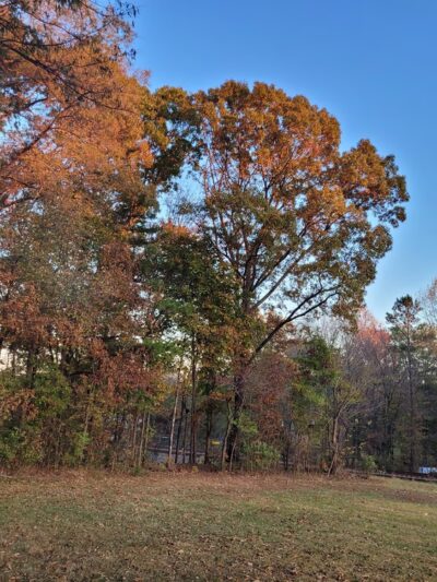 Harrisburg Park mountain bike trail - Harrisburg, NC