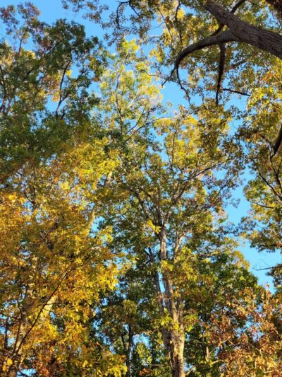 Harrisburg Park mountain bike trail - Harrisburg, NC