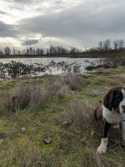 Eagle park - Harrisburg, OR