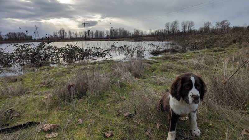 Eagle park - Harrisburg, OR