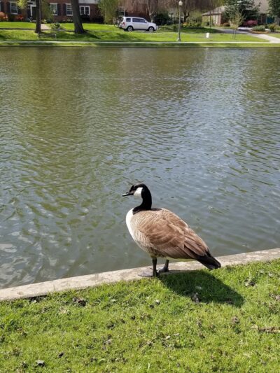 Italian Lake Park - Harrisburg, PA