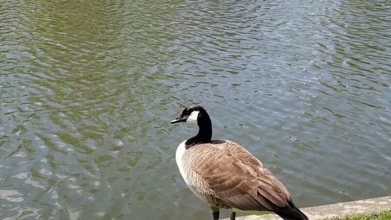 Italian Lake Park - Harrisburg, PA