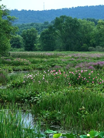 Wildwood Park - Harrisburg, PA