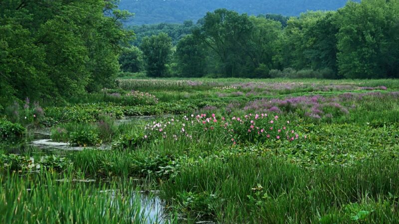 Wildwood Park - Harrisburg, PA