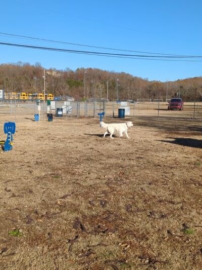 Kiwanis bark park - Harrison, AR
