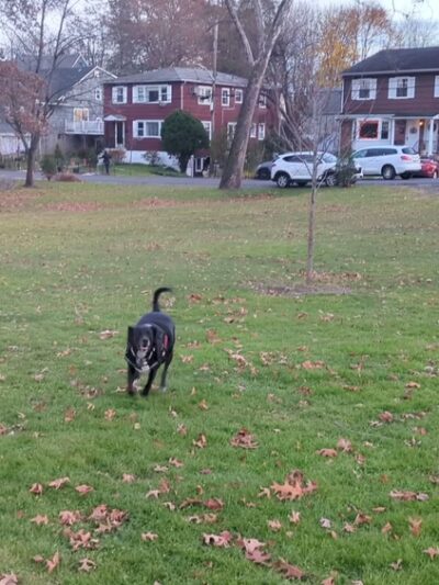 Harrison Park - Harrison, NY