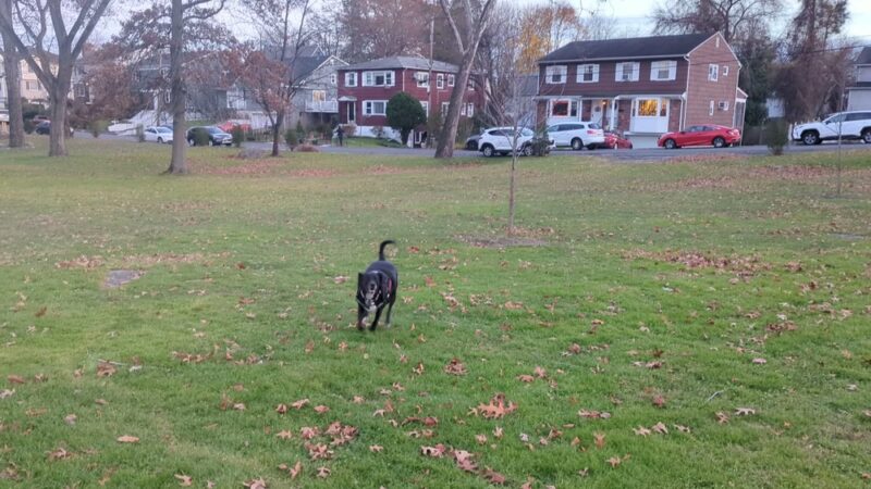 Harrison Park - Harrison, NY