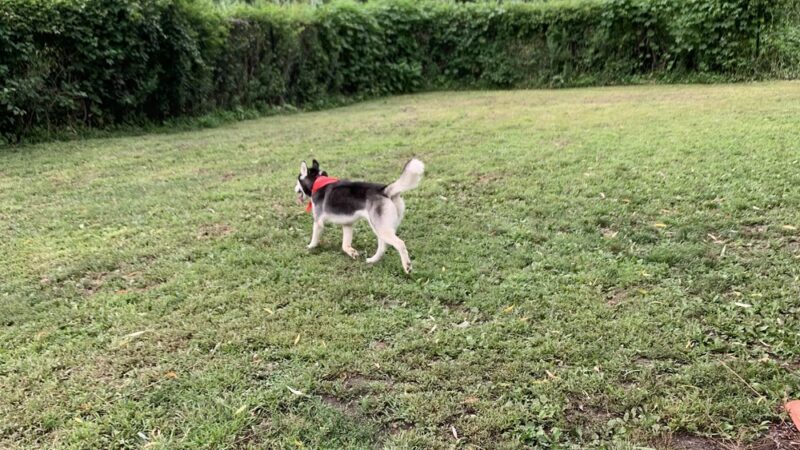 Harrison Park - Harrison, NY