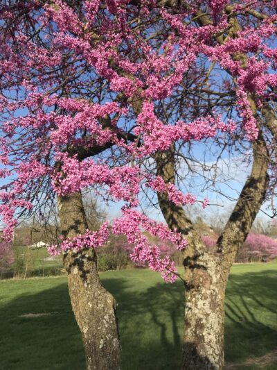 Harrisonburg Parks & Rec Department - Harrisonburg, VA