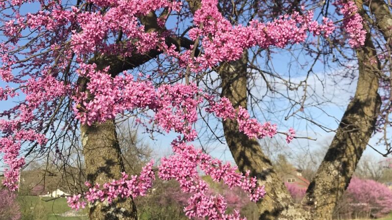 Harrisonburg Parks & Rec Department - Harrisonburg, VA