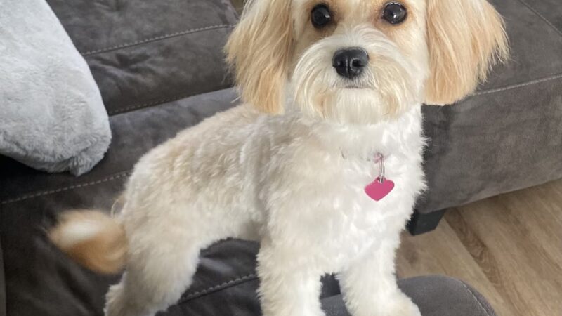 Pet Paradise - Harrisonburg, VA