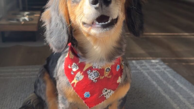 Pet Paradise - Harrisonburg, VA