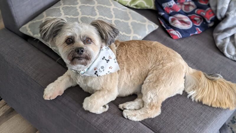 Pet Paradise - Harrisonburg, VA