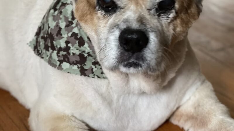 Pet Paradise - Harrisonburg, VA