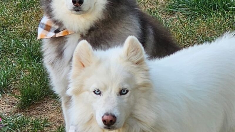 Pet Paradise - Harrisonburg, VA