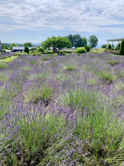 White Oak Lavender Farm & The Purple WOLF Vineyard - Harrisonburg, VA