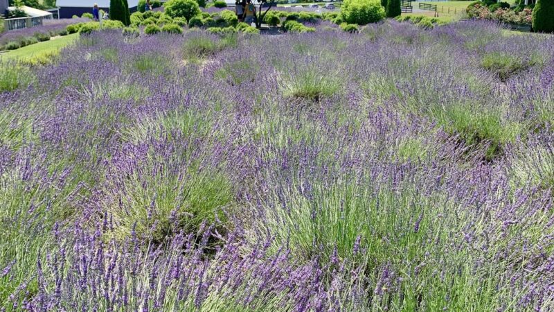 White Oak Lavender Farm & The Purple WOLF Vineyard - Harrisonburg, VA
