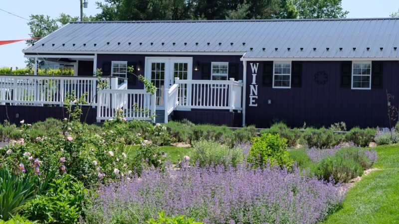White Oak Lavender Farm & The Purple WOLF Vineyard - Harrisonburg, VA