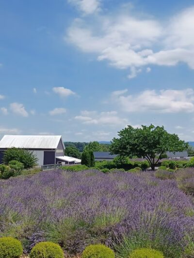 White Oak Lavender Farm & The Purple WOLF Vineyard - Harrisonburg, VA