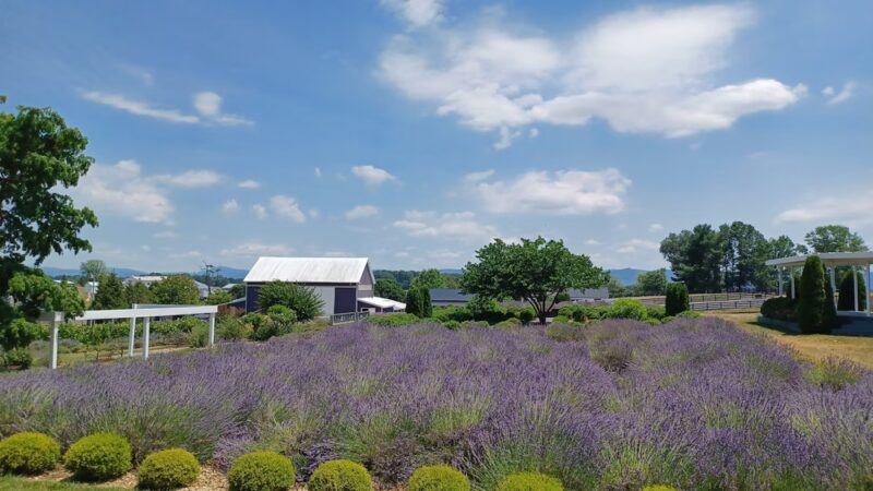 White Oak Lavender Farm & The Purple WOLF Vineyard - Harrisonburg, VA
