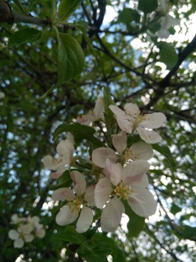 Harrisville Town Park - Harrisville, WV