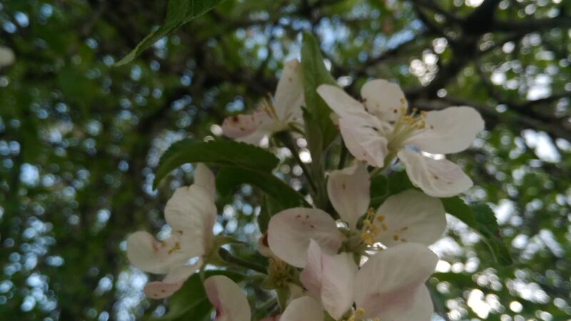 Harrisville Town Park - Harrisville, WV
