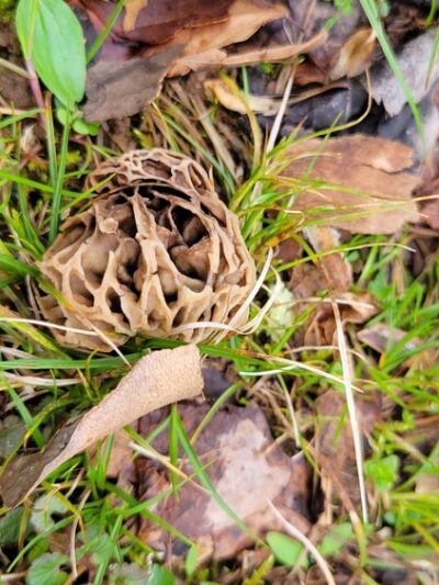 North Bend Rail Trail Access - Harrisville, WV