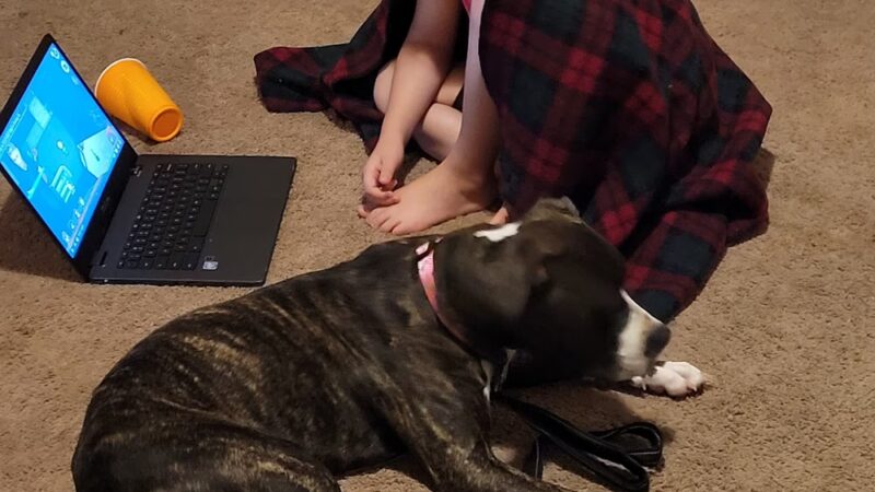 Ritchie County Humane Society - Harrisville, WV