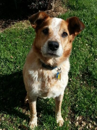 Ritchie County Humane Society - Harrisville, WV