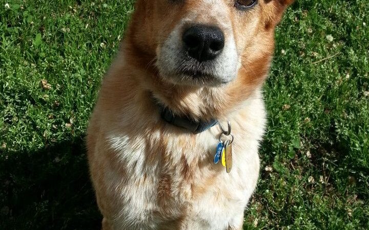 Ritchie County Humane Society - Harrisville, WV