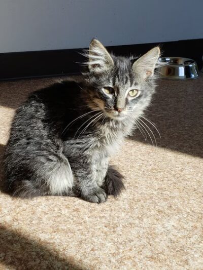 Ritchie County Humane Society - Harrisville, WV