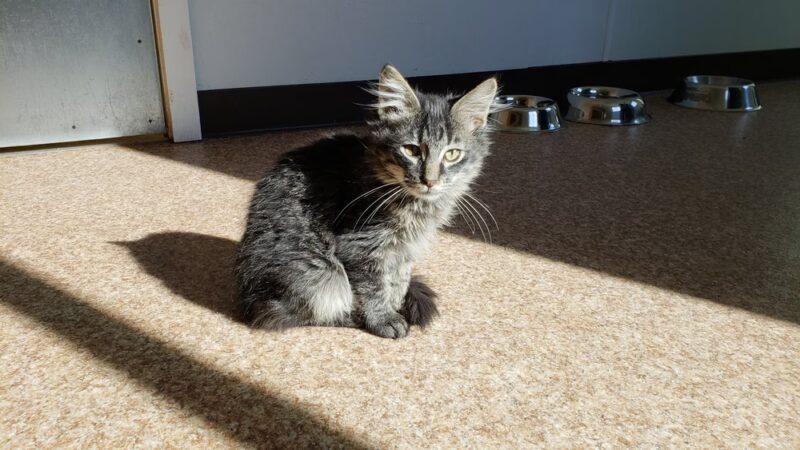 Ritchie County Humane Society - Harrisville, WV