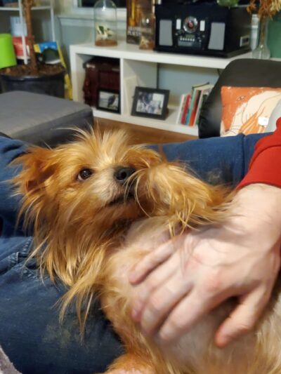 Ritchie County Humane Society - Harrisville, WV